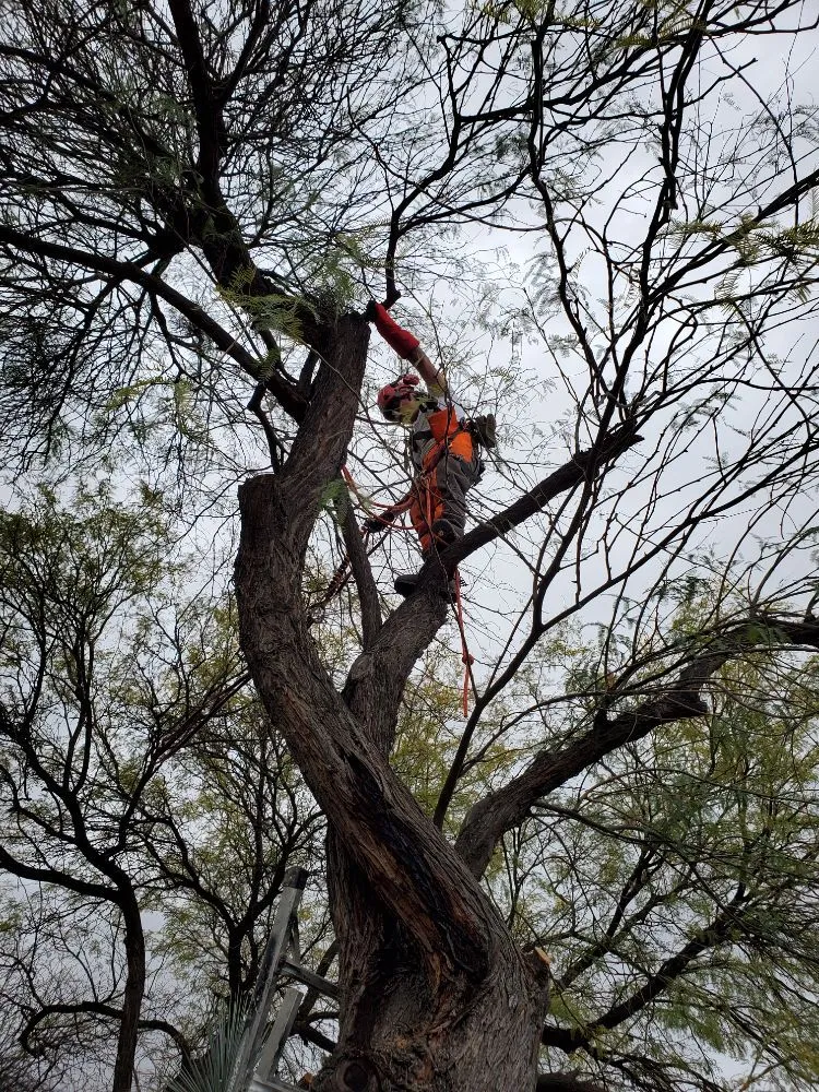 Local yard cleanup service for homes across Tucson, AZ - Tucson Arborists Professional Services