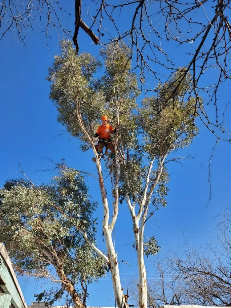 Professional landscaping services in Tucson, AZ by Tucson Arborists Professional Services