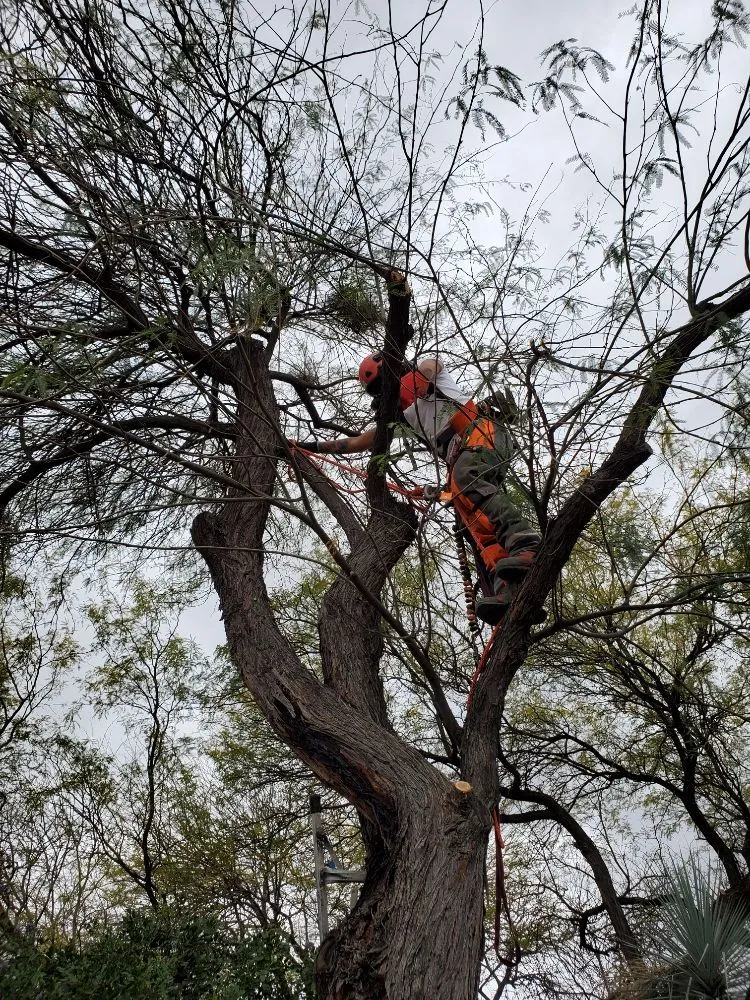 Reliable yard maintenance in Tucson, AZ - Tucson Arborists Professional Services