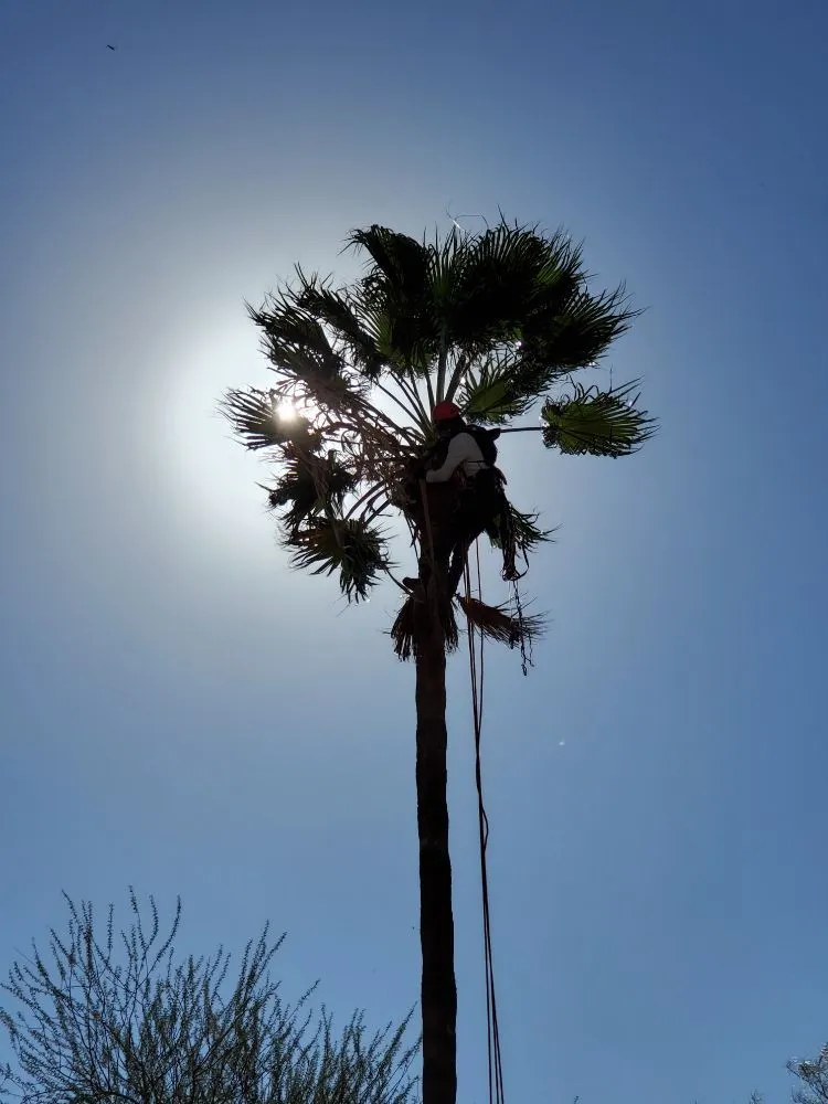 Custom yard cleanup service for beautiful yards across Tucson, AZ - Tucson Arborists Professional Services