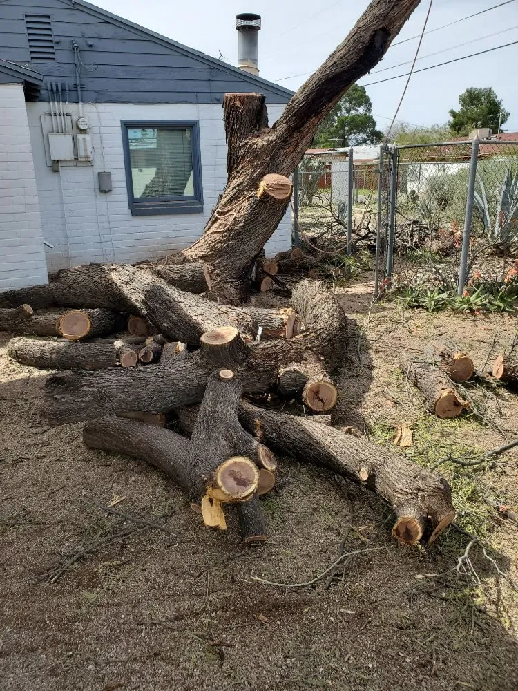 Expert landscaping services for year-round maintenance across Tucson, AZ - Tucson Arborists Professional Services