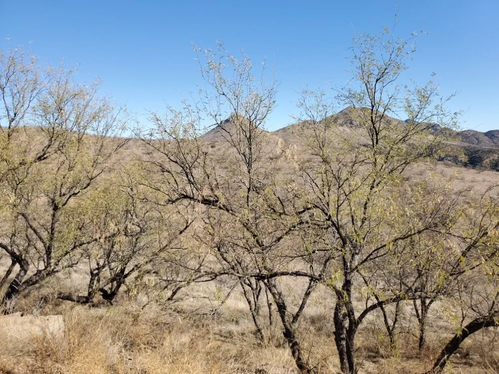 Trusted garden landscaping experts serving Tucson, AZ - Tucson Arborists Professional Services