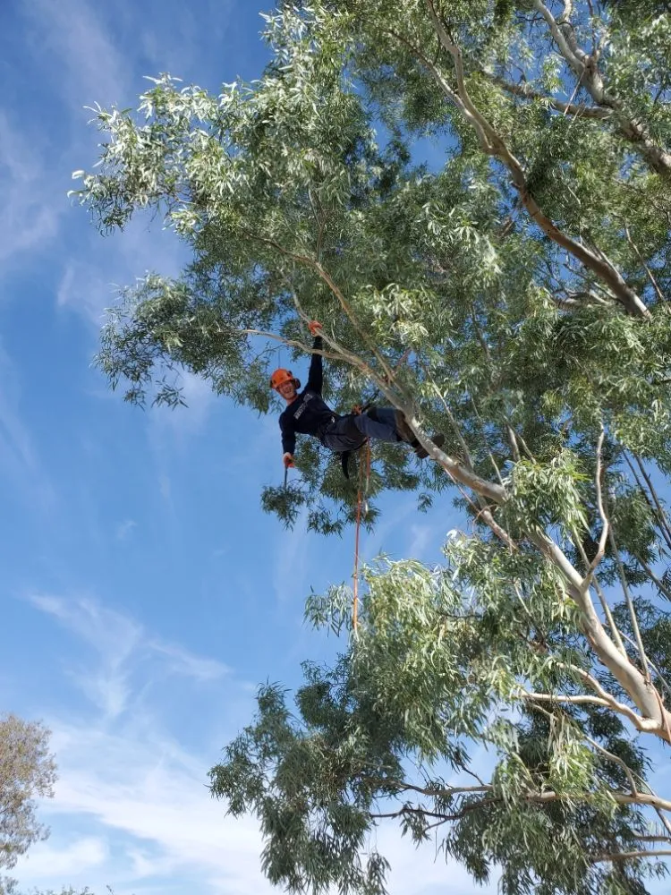 Local landscape design experts serving Tucson, AZ - Tucson Arborists Professional Services