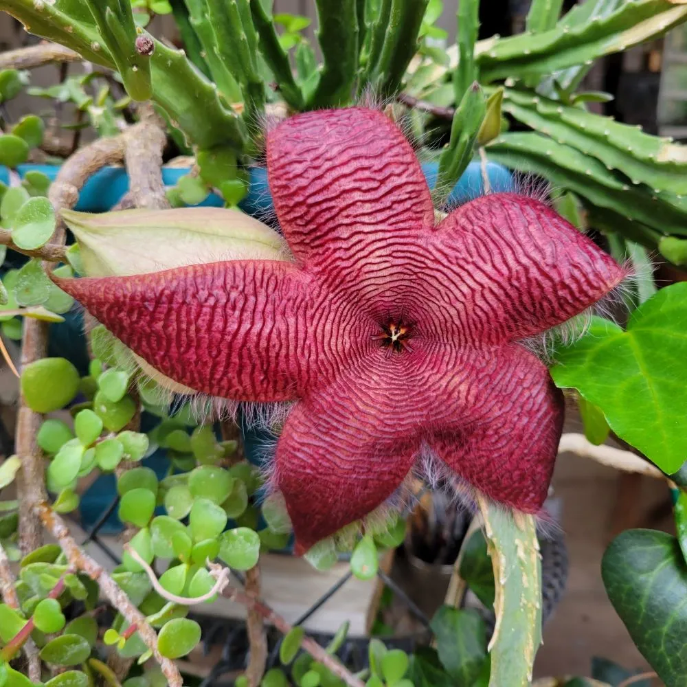 Professional landscape design with custom design across Tucson, AZ - Tucson Arborists Professional Services