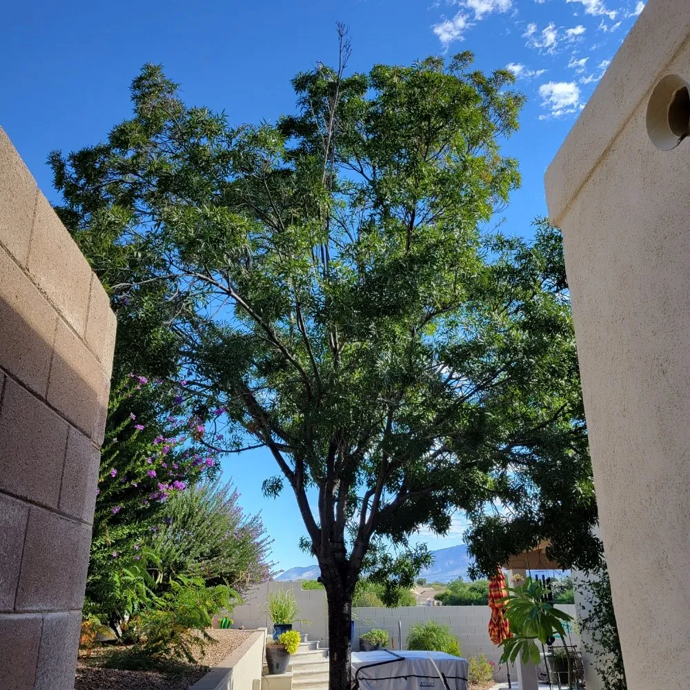 Affordable yard maintenance for year-round maintenance in Tucson, AZ by Tucson Arborists Professional Services
