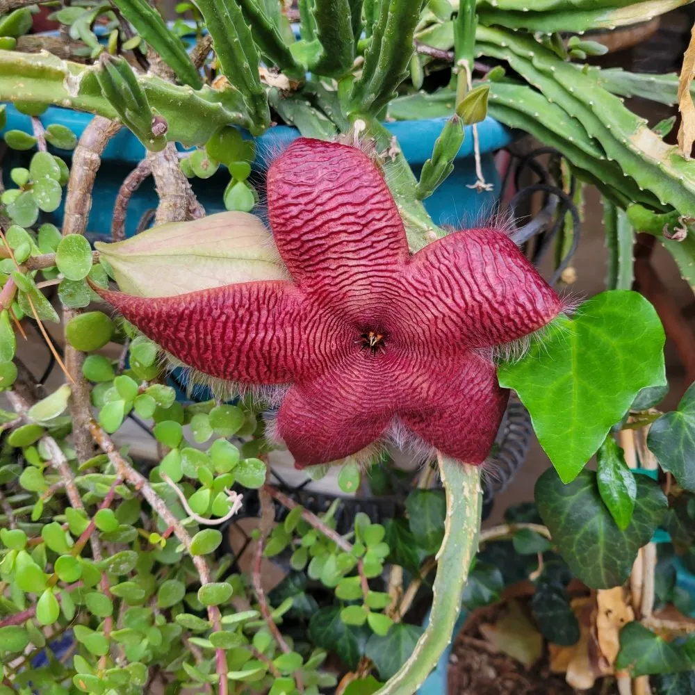 Professional outdoor landscaping near you in Tucson, AZ by Tucson Arborists Professional Services