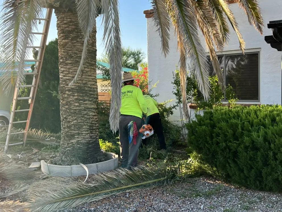 Professional yard maintenance experts serving Tucson, AZ - Tucson Eagle