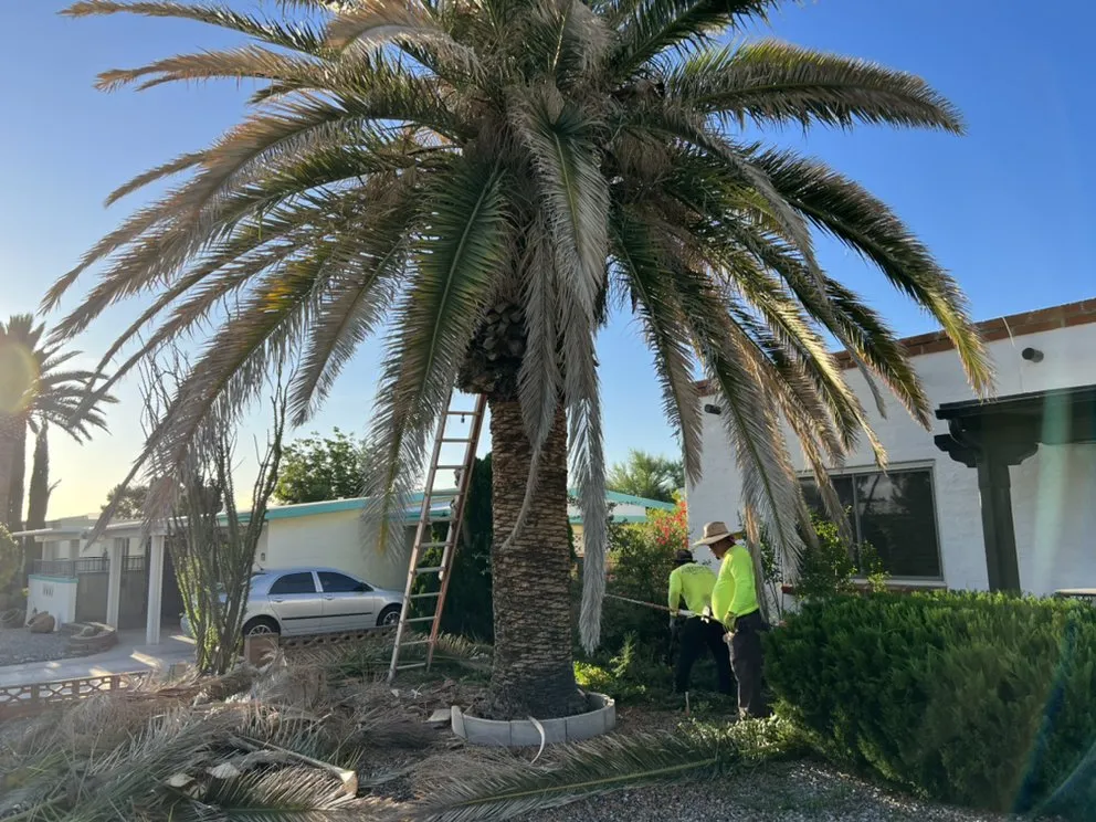 Professional outdoor landscaping experts serving Tucson, AZ - Tucson Eagle