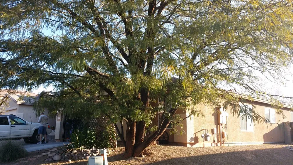 Trusted lawn mowing service for residential properties in Tucson, AZ by Tucson Landscape Company