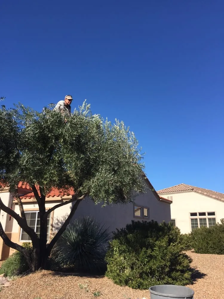 Affordable outdoor landscaping near you in Tucson, AZ by Tucson Landscape Company