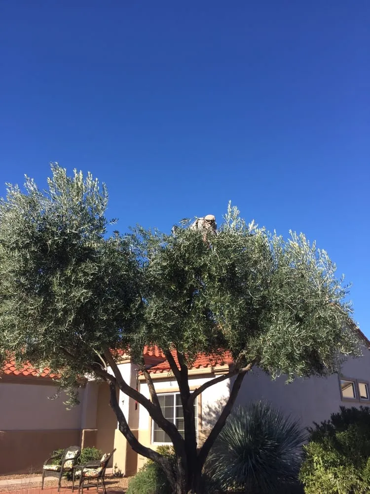 Affordable landscape design for year-round maintenance across Tucson, AZ - Tucson Landscape Company