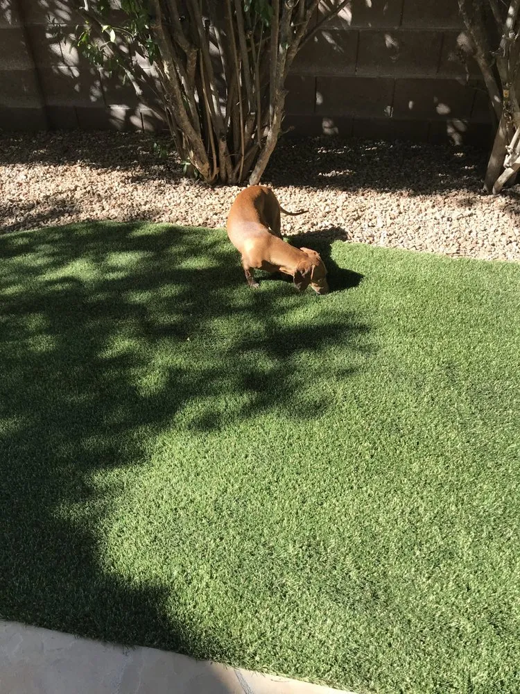 Reliable residential landscaping for year-round maintenance in Tucson, AZ by Tucson Professional Landscaping