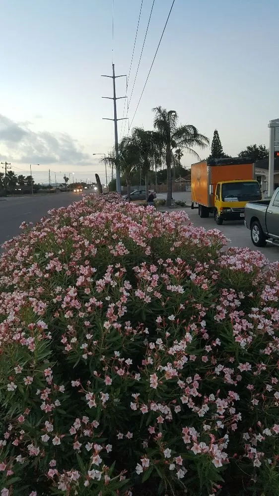 Professional lawn mowing service in Corpus Christi, TX by Tuff Cut Lawn & Landscape
