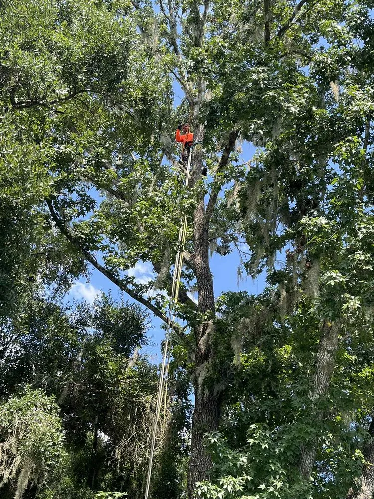 Expert landscaping services near you in Dunnellon, FL by Tuff Stuff Tree Service