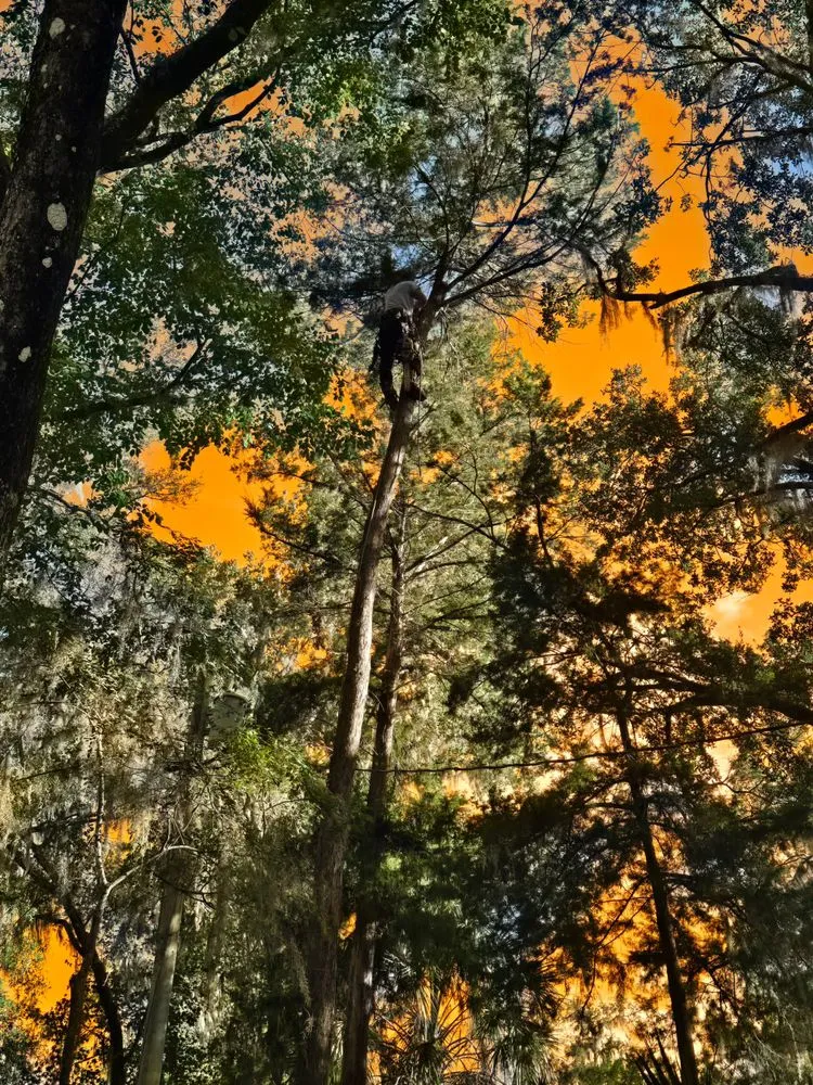 Local yard cleanup service experts serving Dunnellon, FL - Tuff Stuff Tree Service
