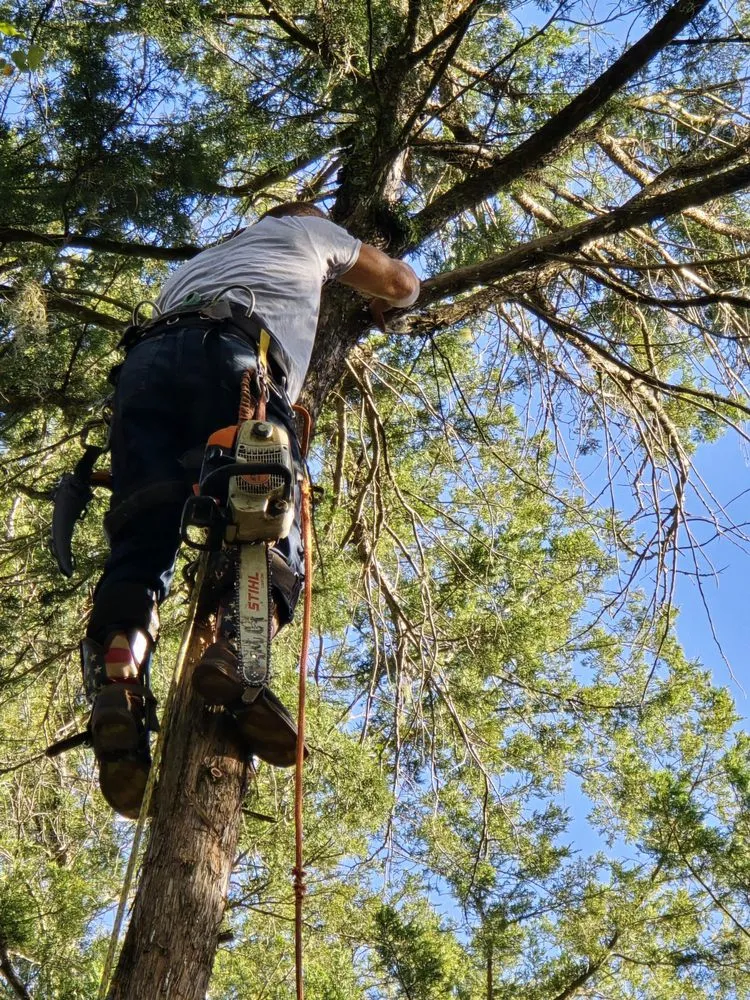 Expert yard cleanup service experts serving Dunnellon, FL - Tuff Stuff Tree Service