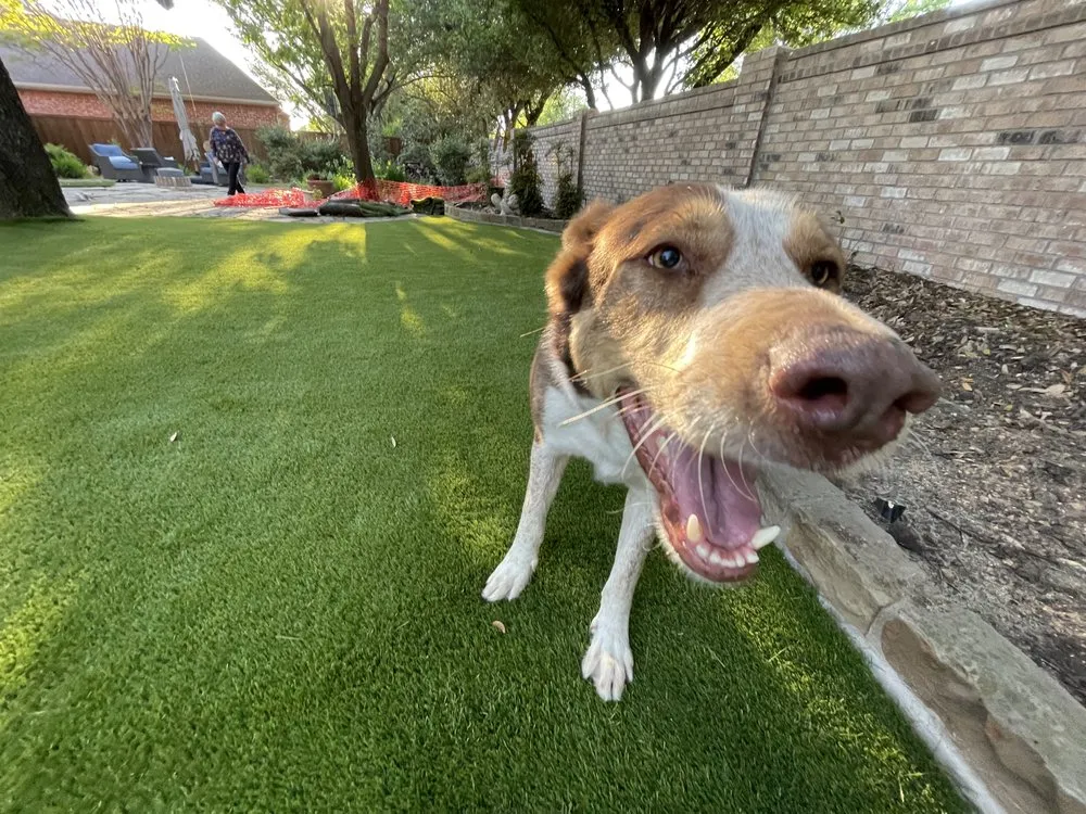 Affordable landscape installation experts serving Mesquite, TX - TufTurf