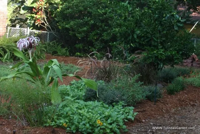 Expert residential landscaping in Cocoa, FL by Tulinda's Garden