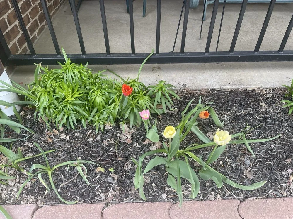 Reliable yard cleanup service for outdoor upgrades in Milwaukee, WI by Tulip World