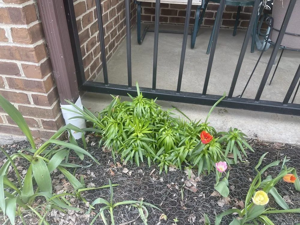 Affordable yard maintenance in Milwaukee, WI by Tulip World