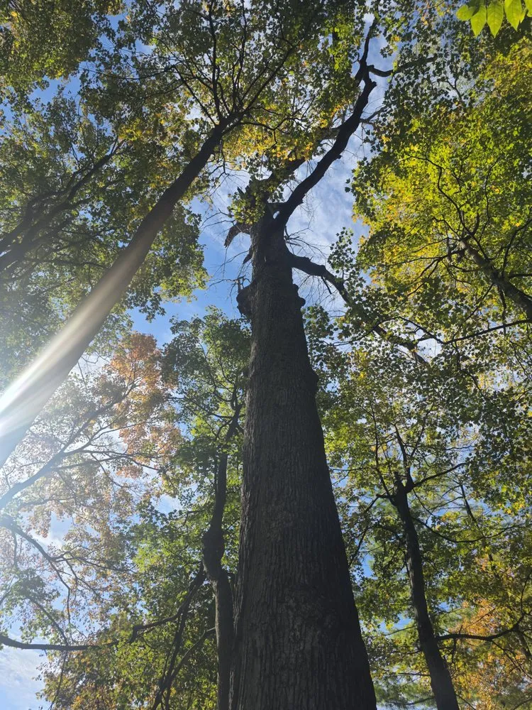 Expert yard cleanup service for outdoor upgrades across Dayton, OH - Tullis Property Maintenance