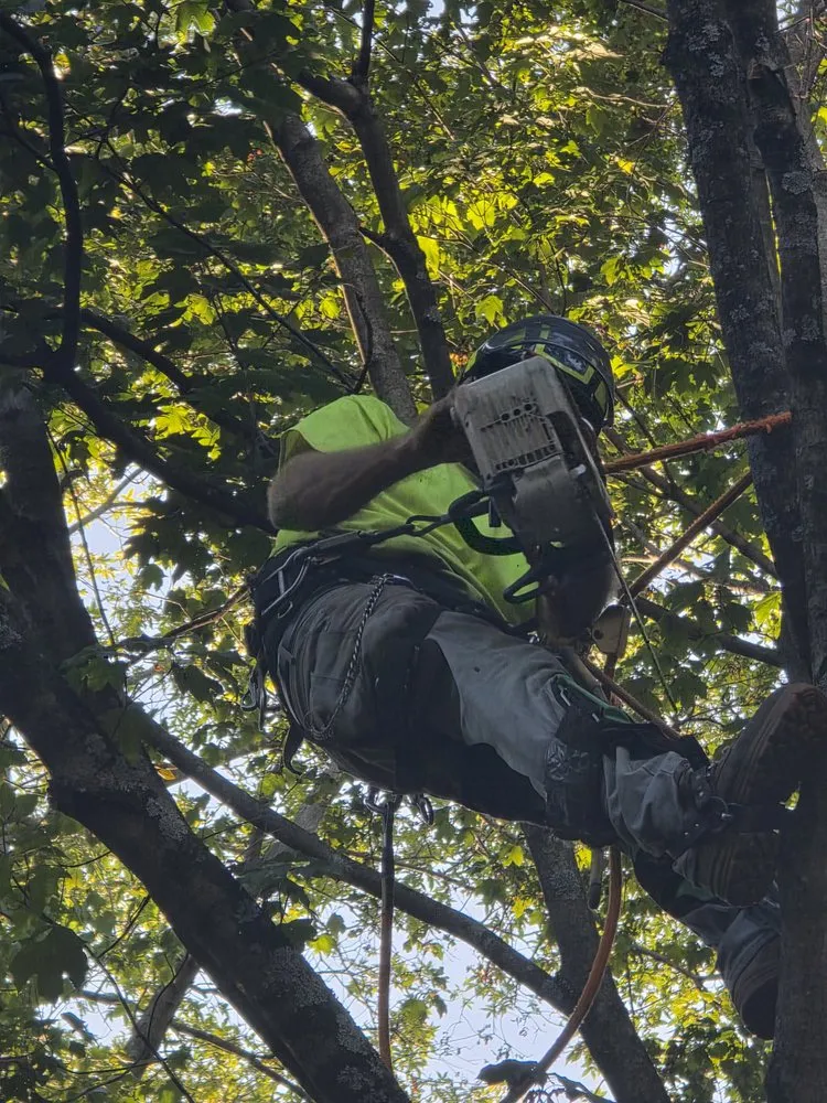 Reliable yard maintenance near you in Dayton, OH by Tullis Property Maintenance