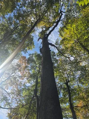 Tullis Property Maintenance Logo