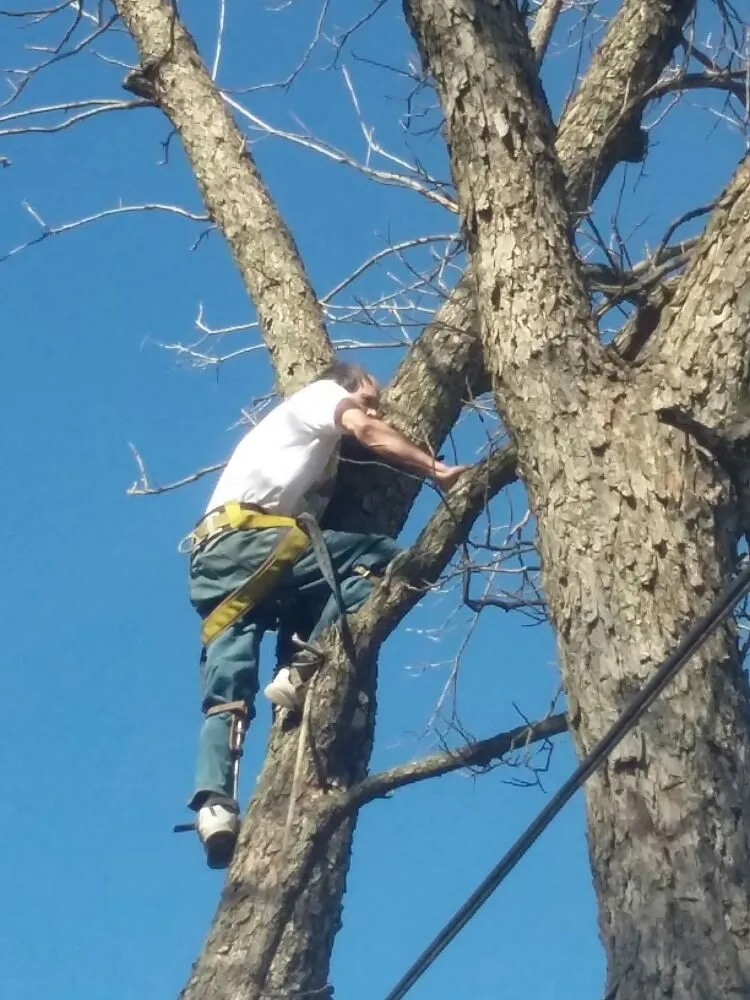 Expert outdoor landscaping experts serving Chelsea, OK - Tulsa Tree & Lawn