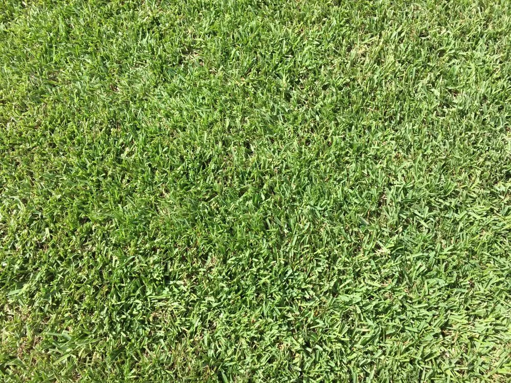 Affordable yard cleanup service experts serving Sunrise, FL - TuLu Lawn Care