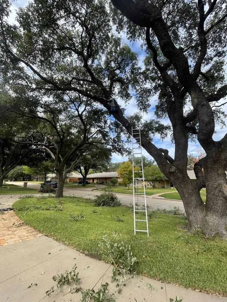 Reliable yard cleanup service in Dallas, TX by Tulum Landscape