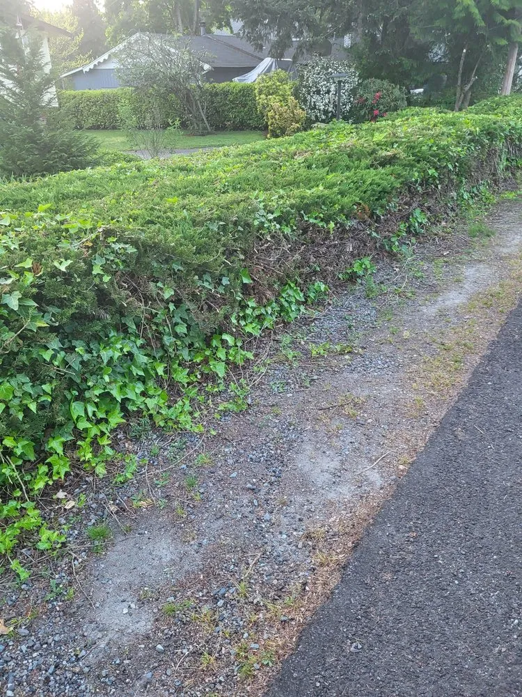 Affordable lawn care service experts serving Puyallup, WA - Tung Nguyen Landscaping