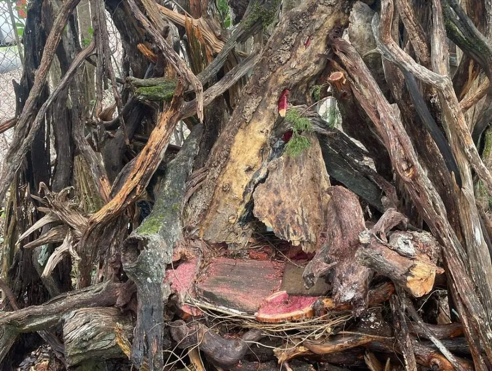 Professional lawn mowing service with custom design across New Braunfels, TX - Tunik and Carter the Sage