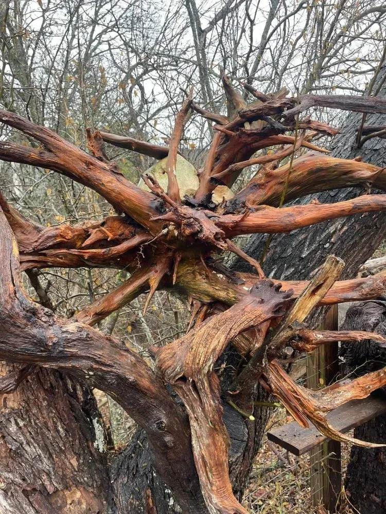 Local yard cleanup service experts serving New Braunfels, TX - Tunik and Carter the Sage