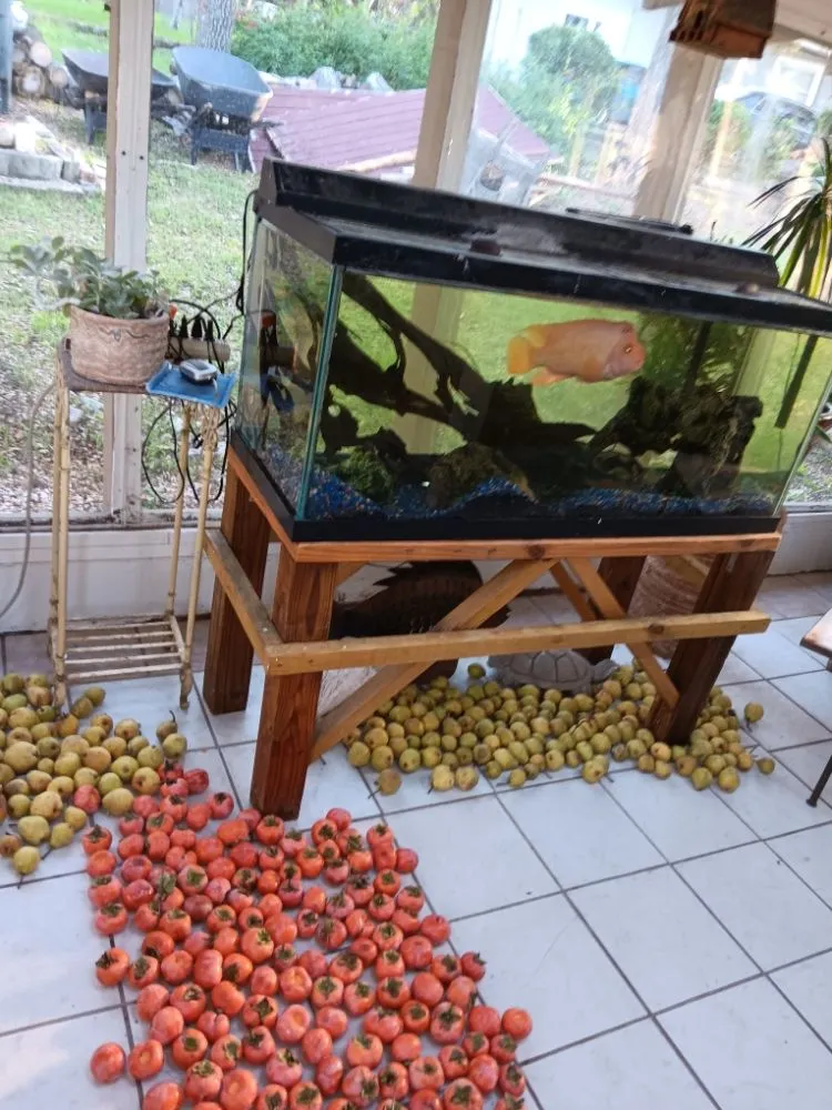 Reliable landscape installation in New Braunfels, TX - Tunik and Carter the Sage