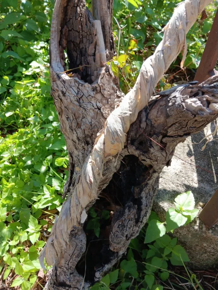 Custom yard maintenance for year-round maintenance across New Braunfels, TX - Tunik and Carter the Sage