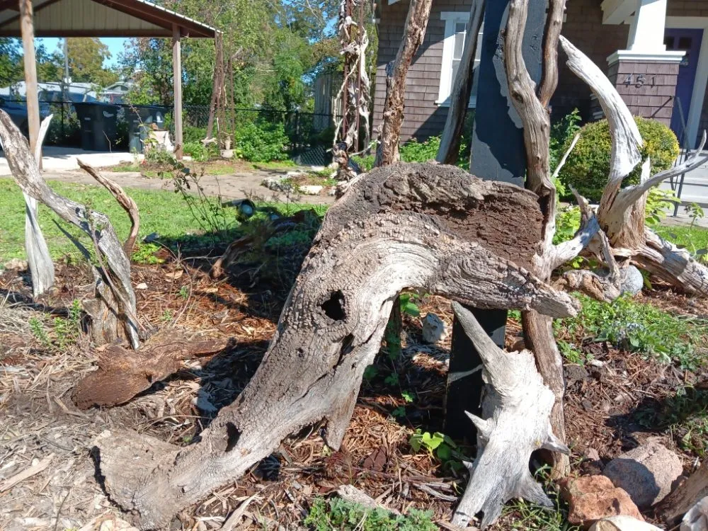 Local landscape design for year-round maintenance across New Braunfels, TX - Tunik and Carter the Sage