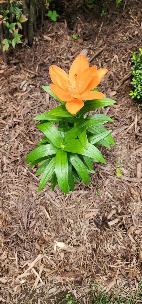 Custom garden landscaping for year-round maintenance across Matthews, NC - Turbo Green Lawn Care