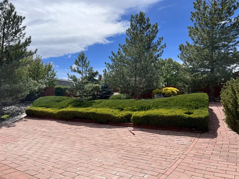 Expert yard cleanup service in Reno, NV by Turf and Scape