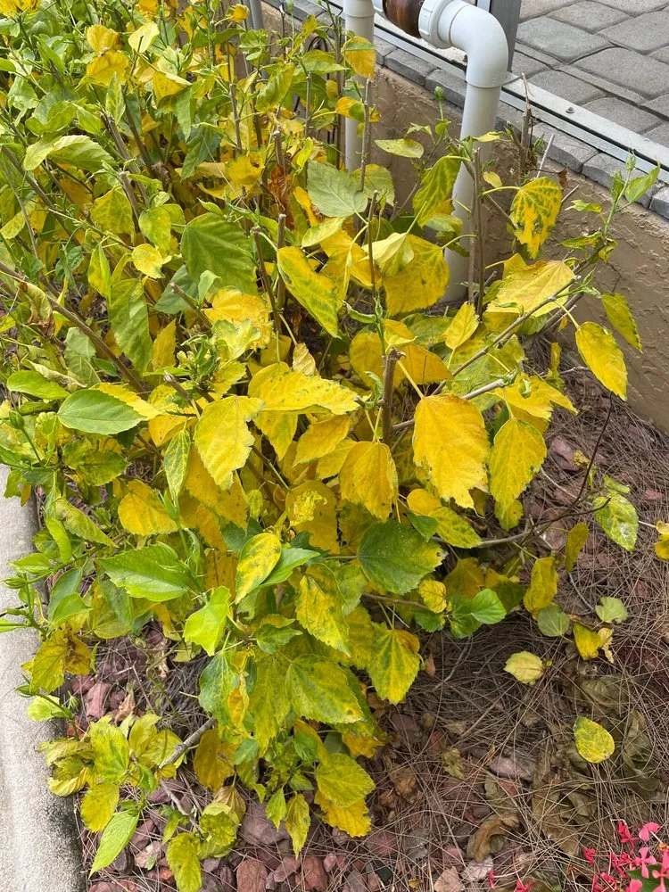 Professional landscaping services in Cape Coral, FL by Turf and Surf