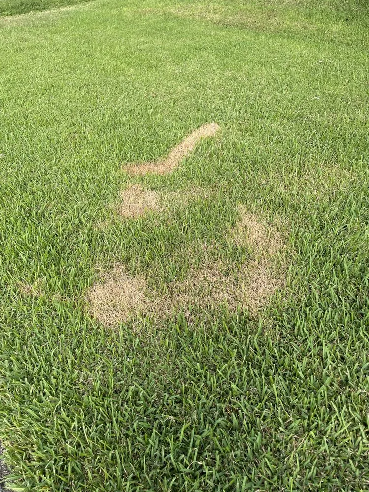 Trusted lawn mowing service near you across Cape Coral, FL - Turf and Surf