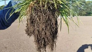 Reliable lawn care service in Sioux Falls, SD - Turf Blasters