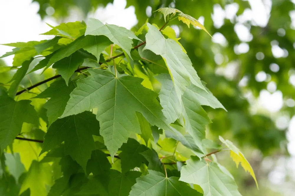 Professional yard cleanup service in Lake Barrington, IL by Turf Care Enterprises
