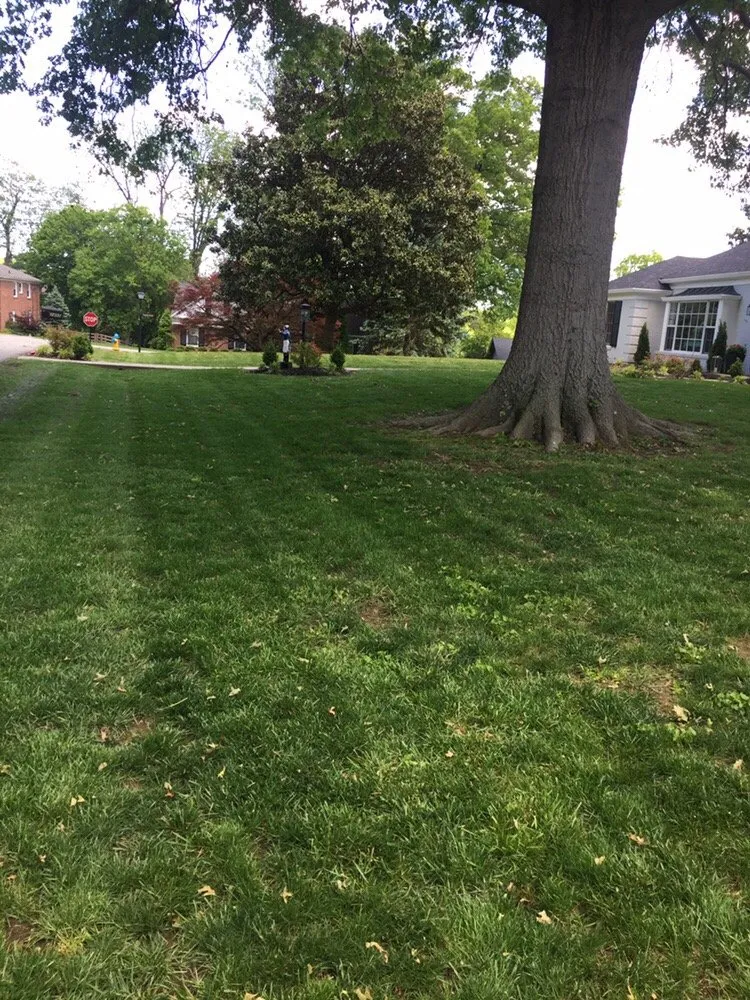 Custom yard cleanup service experts serving Louisville, KY - Turf Club Lawn & Landscape