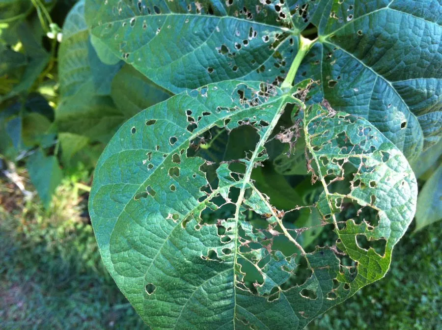 Professional landscaping services in Berkeley Heights, NJ - Turf Club Property Control