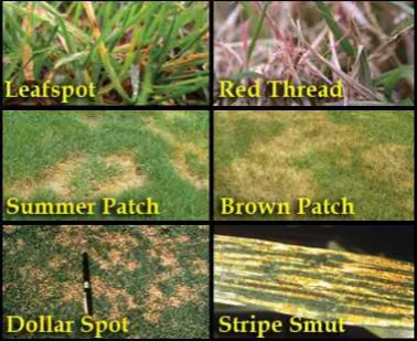 Affordable landscape installation experts serving Berkeley Heights, NJ - Turf Club Property Control