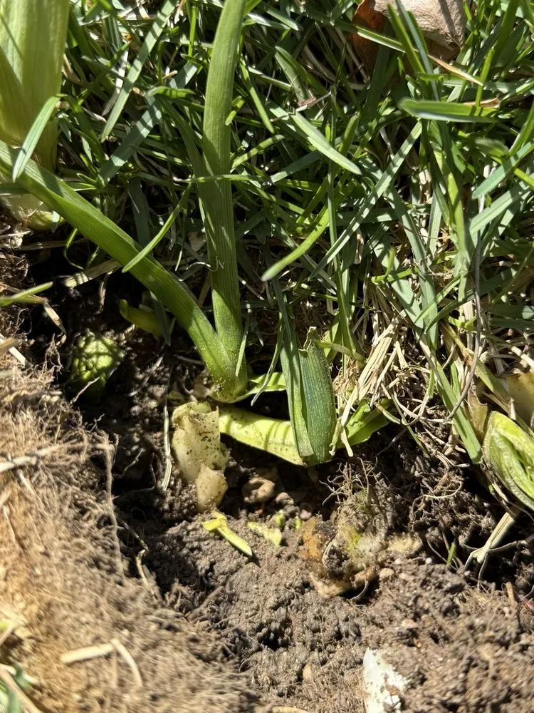 Reliable lawn care service in Flat Rock, MI by Turf Concepts Landscaping