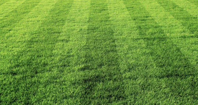 Expert lawn care service experts serving Columbia, SC - Turf Dogs Landscaping