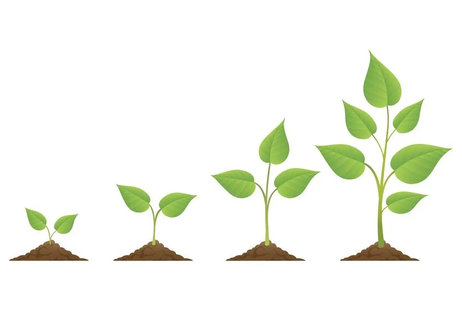 Professional yard maintenance for beautiful yards across North Port, FL - Turf Enough Lawn Care