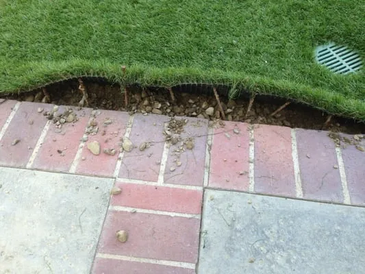 Turf Evolutions Logo