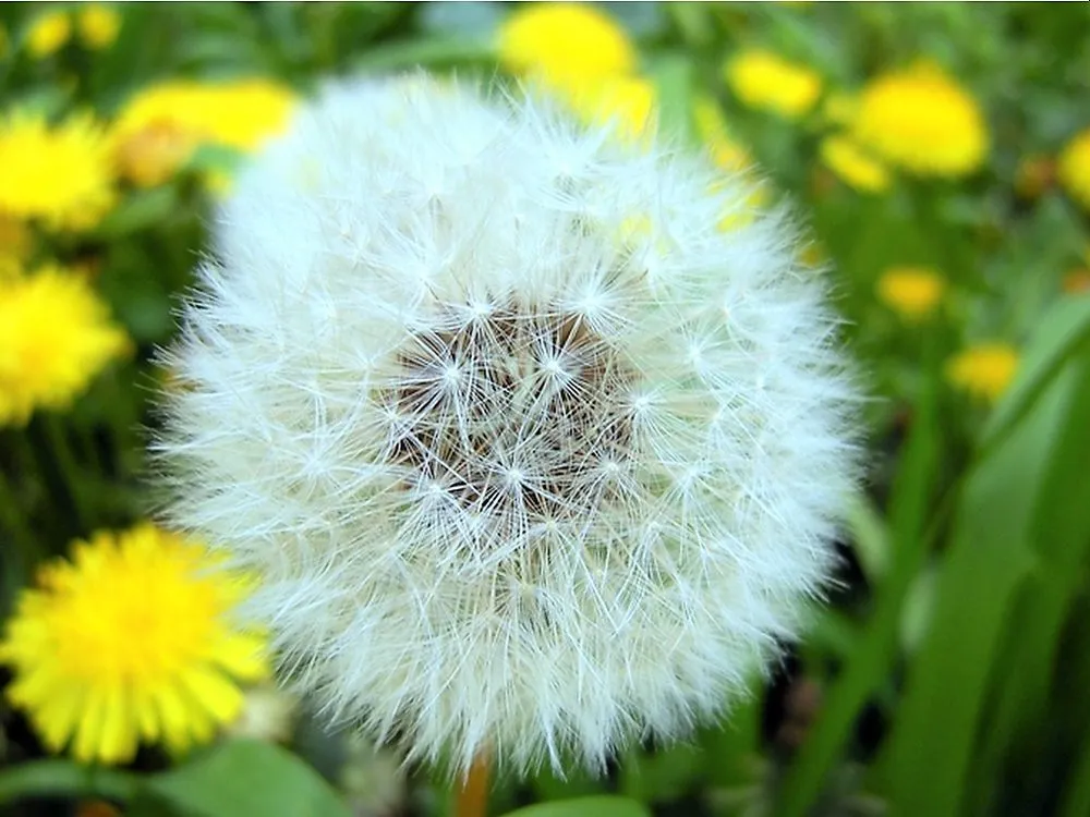 Trusted landscaping services for outdoor upgrades across Lake Zurich, IL - Turf Guys